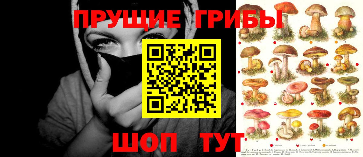 Галлюциногенные грибы Psilocybine cubensis Карпинск
